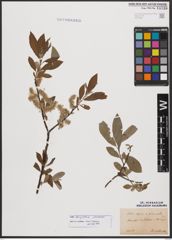 Salix burjatica Nasarow